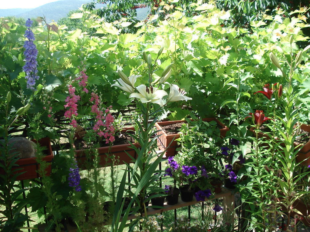 Abruzzo Segreto Bed and Breakfast Navelli Eksteriør billede
